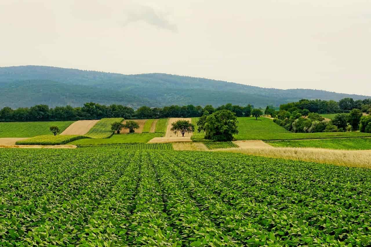 Agricultural landscape with grain fields