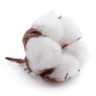 Cotton & Oilseeds icon