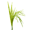 Paddy icon
