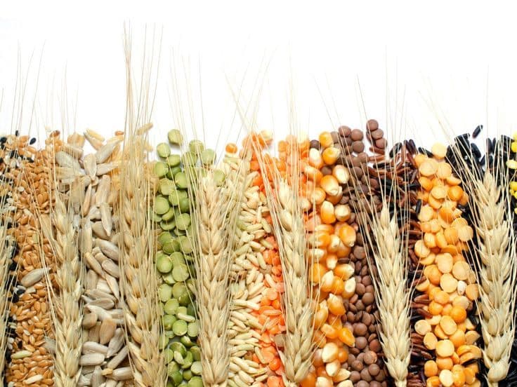 Grains