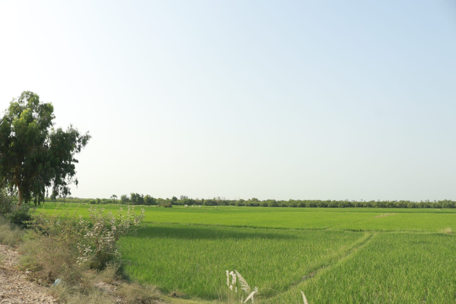 Farmland at sunrise