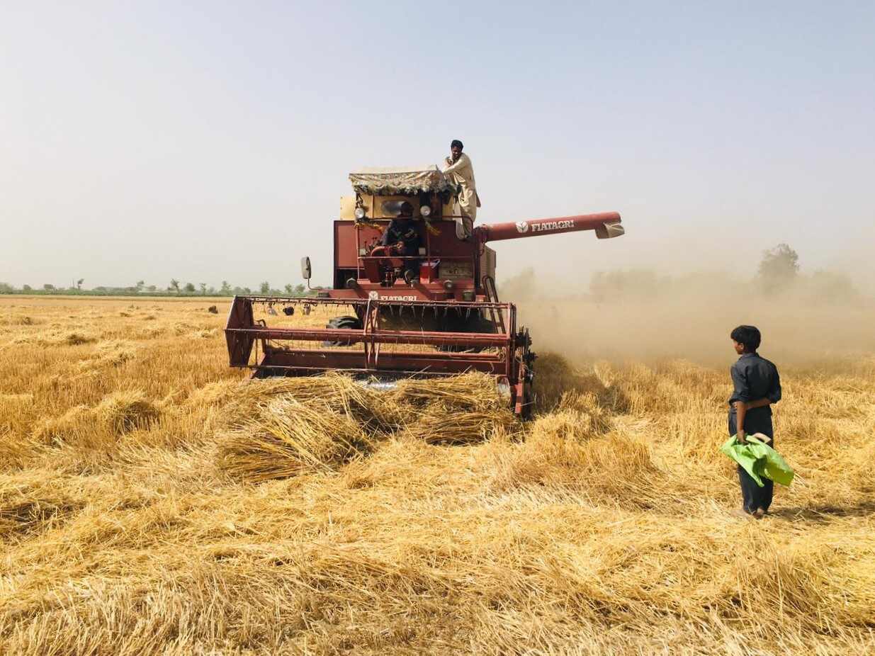 Pakistan Wheat Policy 2025–26