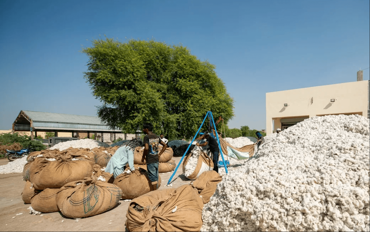 The Declining Trend of Cotton