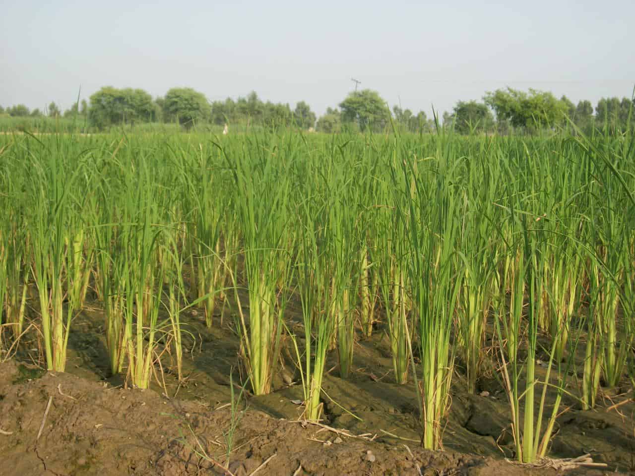 Kisan Guide — Paddy ka Rate Aaj Pakistan, Varieties Aur Kahan Bechen