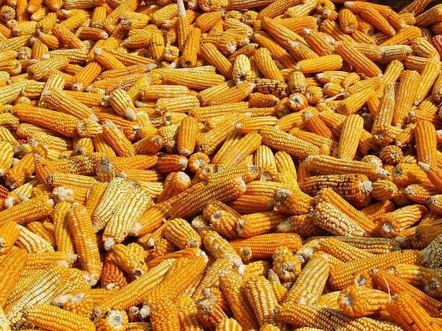 Maize: Pakistan's Poultry Ichor
