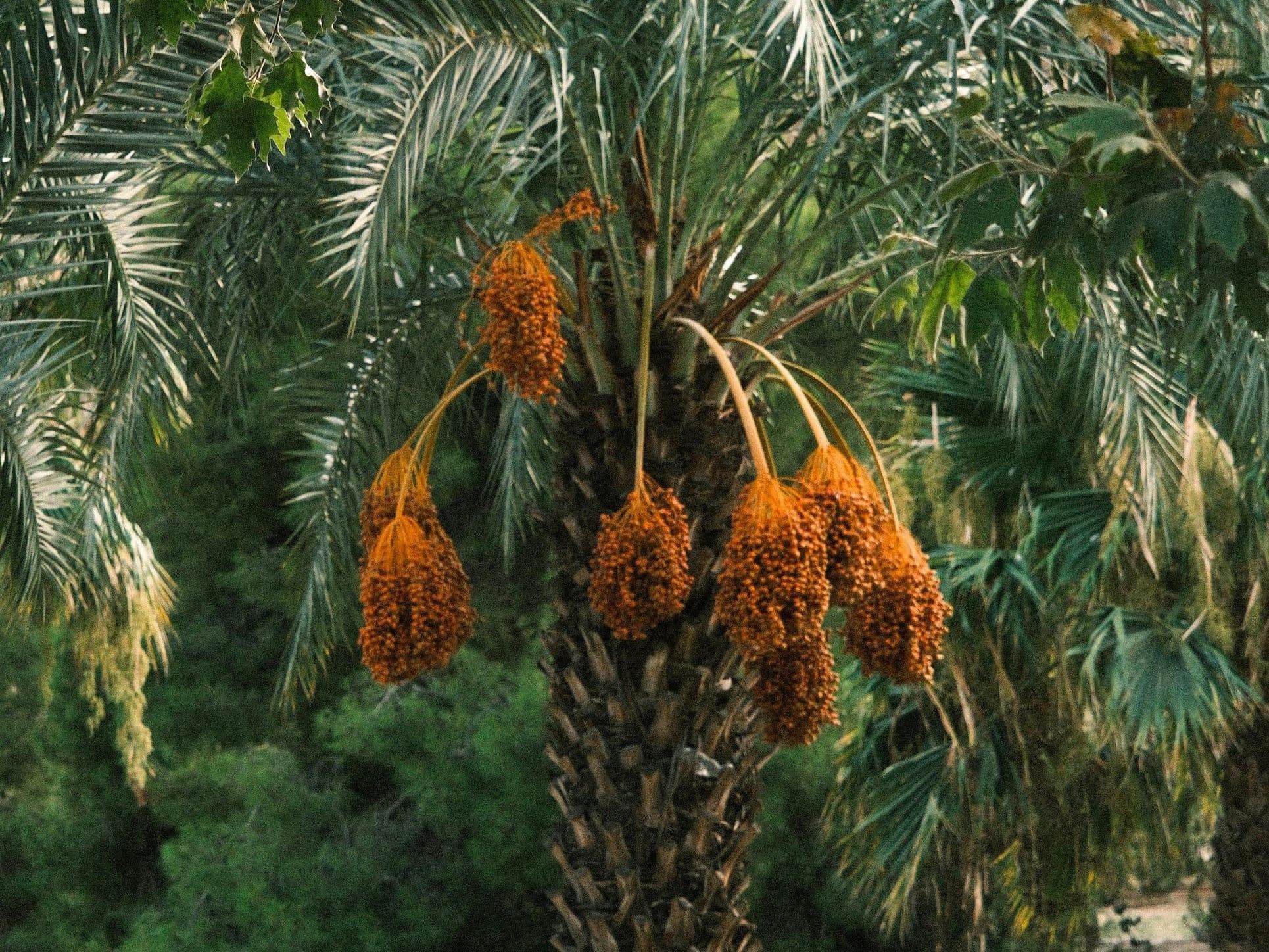 Khairpur: The International Khajoor Market
