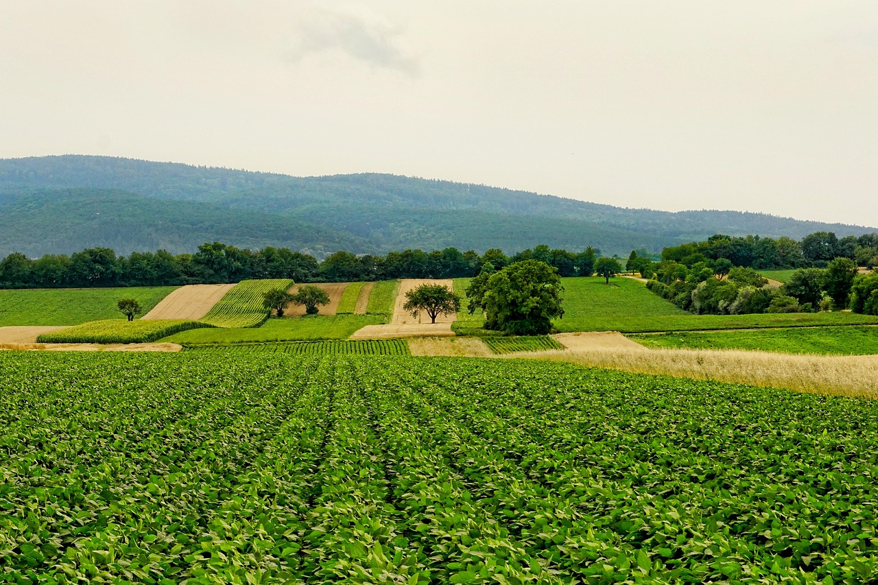 Agricultural landscape with grain fields